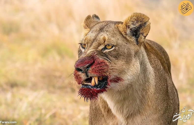 (تصاویر) (تصاویر)